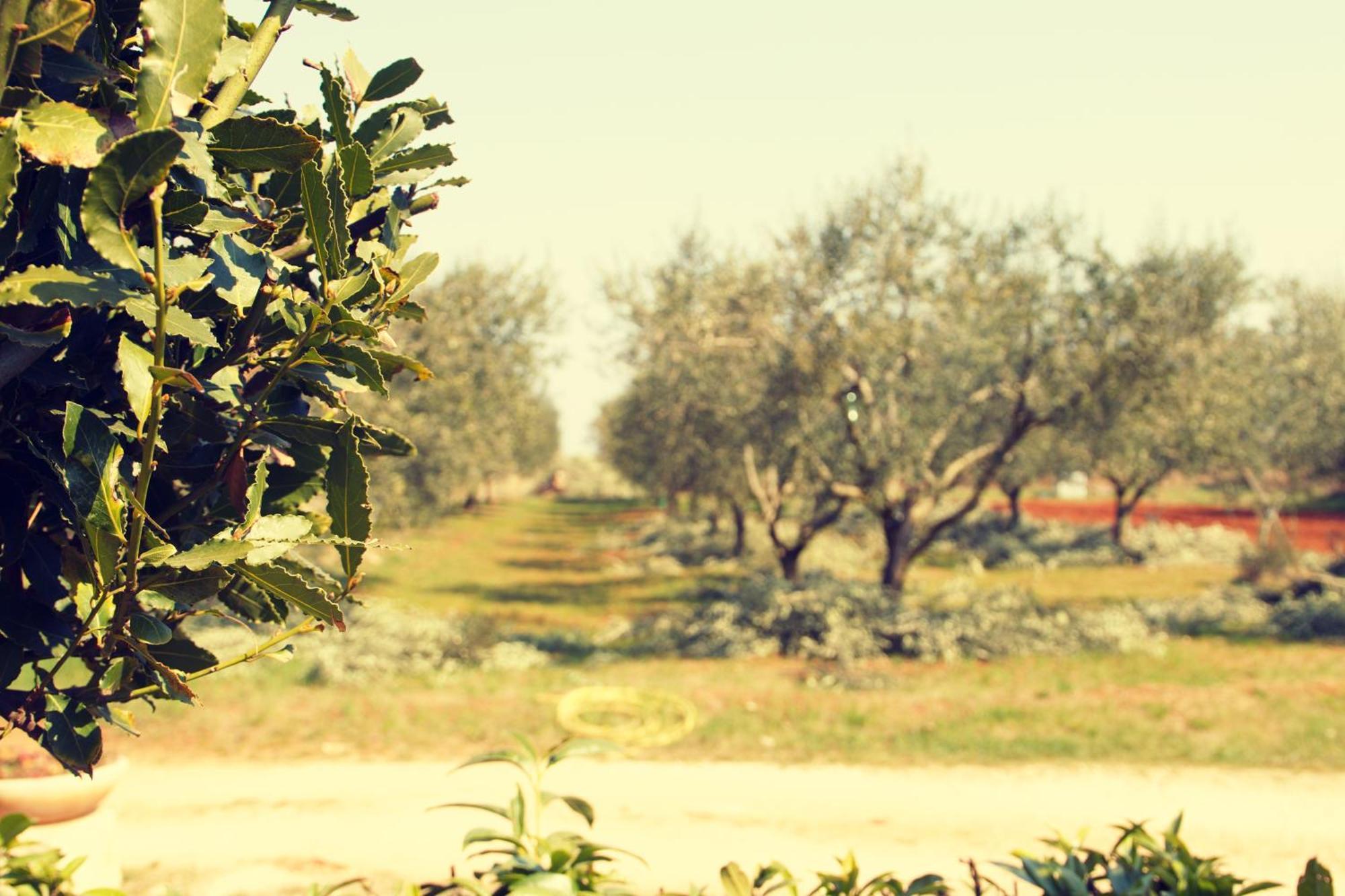 Blue Deer Daire Umag Dış mekan fotoğraf